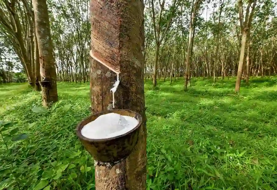Cách vệ sinh và bảo quản nệm Kymdan bền đẹp trên 25 năm 17 Nệm Kymdan được làm từ 100% cao su thiên nhiên