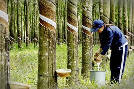 Nệm Cao Su Thiên Nhiên: Quy Trình Sản Xuất & Cách Chọn 2026 3 Thu hoạch mủ cao su