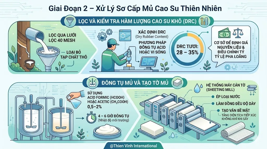 Nệm Cao Su Thiên Nhiên: Quy Trình Sản Xuất & Cách Chọn 2026 4 Xử lý và tinh lọc mủ